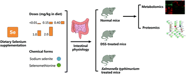 Graphical abstract: Varied doses and chemical forms of selenium supplementation differentially affect mouse intestinal physiology