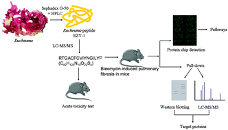 Graphical abstract: Inhibition of bleomycin-induced pulmonary fibrosis in mice by the novel peptide EZY-1 purified from Eucheuma