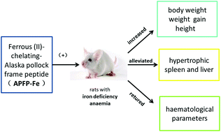 Graphical abstract: Evaluating the efficacy of a ferrous-ion-chelating peptide from Alaska pollock frame for the improvement of iron nutritional status in rats