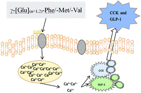 Graphical abstract: γ-[Glu](n=1,2)-Phe/-Met/-Val stimulates gastrointestinal hormone (CCK and GLP-1) secretion by activating the calcium-sensing receptor