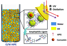 Graphical abstract: Neutral fabrication of UV-blocking and antioxidation lignin-stabilized high internal phase emulsion encapsulates for high efficient antibacterium of natural curcumin
