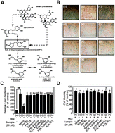 Graphical abstract: 5-(3′,4′-Dihydroxyphenyl)-γ-valerolactone, a metabolite of procyanidins in cacao, suppresses MDI-induced adipogenesis by regulating cell cycle progression through direct inhibition of CDK2/cyclin O