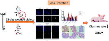 Graphical abstract: Uridine/UMP metabolism and their function on the gut in segregated early weaned piglets