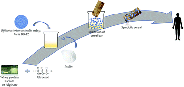 Graphical abstract: Cereal bars functionalized through Bifidobacterium animalis subsp. lactis BB-12 and inulin incorporated in edible coatings of whey protein isolate or alginate