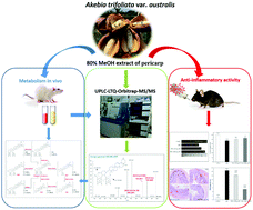 Graphical abstract: The profiling of bioactives in Akebia trifoliata pericarp and metabolites, bioavailability and in vivo anti-inflammatory activities in DSS-induced colitis mice
