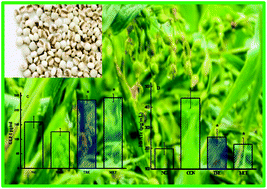 Graphical abstract: Effect of polysaccharides from adlay seed on anti-diabetic and gut microbiota