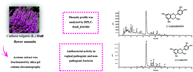 Graphical abstract: Phenolic profile and effects of acetone fractions obtained from the inflorescences of Calluna vulgaris (L.) Hull on vaginal pathogenic and non-pathogenic bacteria