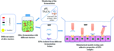 Graphical abstract: The use of starter cultures in the table olive fermentation can modulate the antiadhesive properties of brine exopolysaccharides against enterotoxigenic Escherichia coli