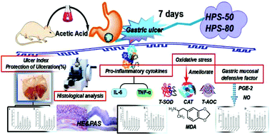 Graphical abstract: Protective effect of polysaccharides from Radix Hedysari on gastric ulcers induced by acetic acid in rats