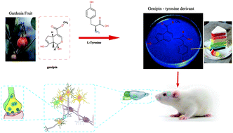 Graphical abstract: Antidepressant-like effects of dietary gardenia blue pigment derived from genipin and tyrosine