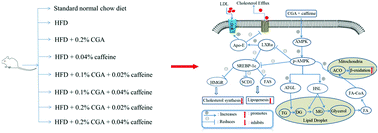 Graphical abstract: Collaborative effects of chlorogenic acid and caffeine on lipid metabolism via the AMPKα-LXRα/SREBP-1c pathway in high-fat diet-induced obese mice