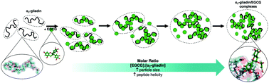 Graphical abstract: Physicochemical interactions with (−)-epigallocatechin-3-gallate drive structural modification of celiac-associated peptide α2-gliadin (57–89) at physiological conditions