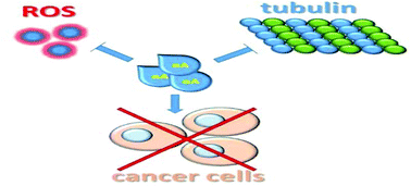 Graphical abstract: Anchusa azurea Mill. (Boraginaceae) aerial parts methanol extract interfering with cytoskeleton organization induces programmed cancer cells death