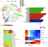 Graphical abstract: Red yeast rice ameliorates high-fat diet-induced atherosclerosis in Apoe−/− mice in association with improved inflammation and altered gut microbiota composition