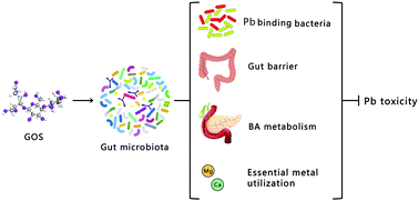 Graphical abstract: Modulation of the gut microbiota by a galactooligosaccharide protects against heavy metal lead accumulation in mice