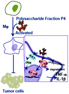 Graphical abstract: Polysaccharides from Nostoc commune Vaucher activate macrophages via NF-κB and AKT/JNK1/2 pathways to suppress colorectal cancer growth in vivo