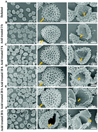 Graphical abstract: Carboxymethylpachymaran entrapped plant-based hollow microcapsules for delivery and stabilization of β-galactosidase