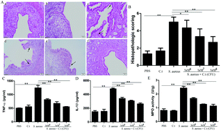 Graphical abstract: Clostridium tyrobutyricum alleviates Staphylococcus aureus-induced endometritis in mice by inhibiting endometrial barrier disruption and inflammatory response