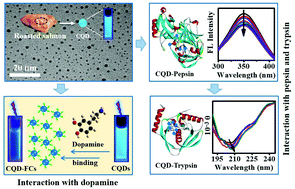 Graphical abstract: Interactions of carbon quantum dots from roasted fish with digestive protease and dopamine