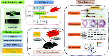 Graphical abstract: Maqui berry exhibited therapeutic effects against DSS-induced ulcerative colitis in C57BL/6 mice