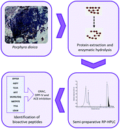 Graphical abstract: Peptide identification from a Porphyra dioica protein hydrolysate with antioxidant, angiotensin converting enzyme and dipeptidyl peptidase IV inhibitory activities