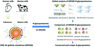 Graphical abstract: Characterization and comparison of milk fat globule membrane N-glycoproteomes from human and bovine colostrum and mature milk