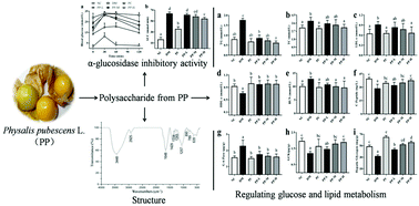 Graphical abstract: Antihyperglycemic and antihyperlipidemic activities of a polysaccharide from Physalis pubescens L. in streptozotocin (STZ)-induced diabetic mice
