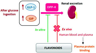 Graphical abstract: The dipeptidyl peptidase-4 inhibitory effect of flavonoids is hindered in protein rich environments