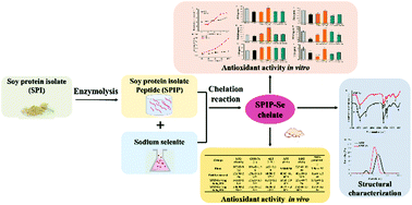 Graphical abstract: Organic selenium derived from chelation of soybean peptide-selenium and its functional properties in vitro and in vivo