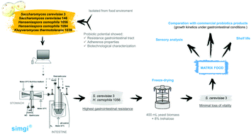 Graphical abstract: Saccharomyces cerevisiae and Hanseniaspora osmophila strains as yeast active cultures for potential probiotic applications