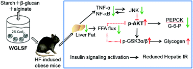 Graphical abstract: Starch and β-glucan in a whole-grain-like structural form improve hepatic insulin sensitivity in diet-induced obese mice