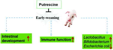 Graphical abstract: Putrescine enhances intestinal immune function and regulates intestinal bacteria in weaning piglets