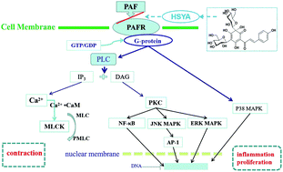 Graphical abstract: Hydroxysafflor yellow A (HSYA) targets the platelet-activating factor (PAF) receptor and inhibits human bronchial smooth muscle activation induced by PAF