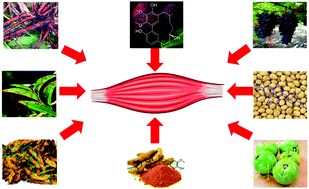 Graphical abstract: Natural constituents from food sources: potential therapeutic agents against muscle wasting