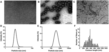 Graphical abstract: Comparative study on foaming and emulsifying properties of different beta-lactoglobulin aggregates