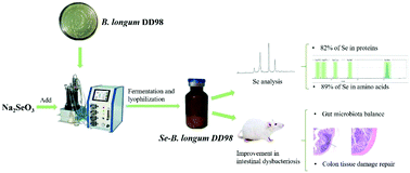 Graphical abstract: Preparation and characterization of selenium enriched-Bifidobacterium longum DD98, and its repairing effects on antibiotic-induced intestinal dysbacteriosis in mice