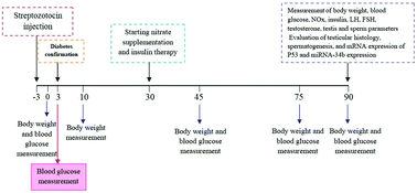 Graphical abstract: The effect of prolonged dietary sodium nitrate treatment on the hypothalamus-pituitary-gonadal axis and testicular structure and function in streptozotocin-induced diabetic male rats