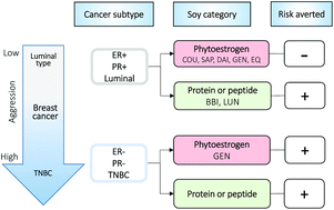 Graphical abstract: Evaluating the impact of soy compounds on breast cancer using the data mining approach