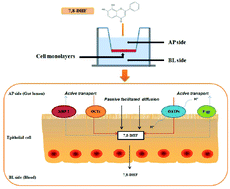 Graphical abstract: Transepithelial transport mechanisms of 7,8-dihydroxyflavone, a small molecular TrkB receptor agonist, in human intestinal Caco-2 cells