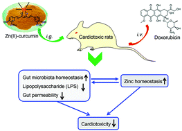 Graphical abstract: Zn(ii)-Curcumin supplementation alleviates gut dysbiosis and zinc dyshomeostasis during doxorubicin-induced cardiotoxicity in rats