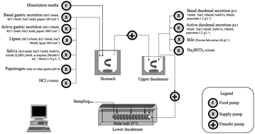 Graphical abstract: Effect of the carrier material, drying technology and dissolution media on the viability of Lactobacillus fermentum K73 during simulated gastrointestinal transit