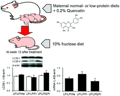 Graphical abstract: Maternal quercetin intake during lactation attenuates renal inflammation and modulates autophagy flux in high-fructose-diet-fed female rat offspring exposed to maternal malnutrition