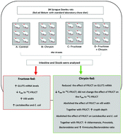 Graphical abstract: Effect of chrysin on changes in intestinal environment and microbiome induced by fructose-feeding in rats