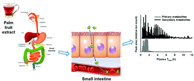 Graphical abstract: Characterising absorption and health-related properties of phytochemicals extracted from Malaysian palm fruit biomass after oil extraction