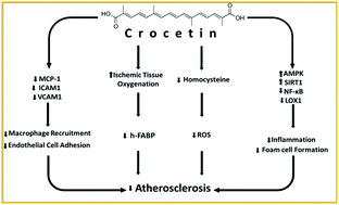 Graphical abstract: The effect of crocetin supplementation on markers of atherogenic risk in patients with coronary artery disease: a pilot, randomized, double-blind, placebo-controlled clinical trial
