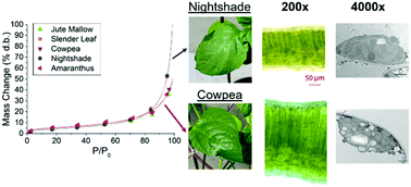 Graphical abstract: Drying of African leafy vegetables for their effective preservation: the difference in moisture sorption isotherms explained by their microstructure