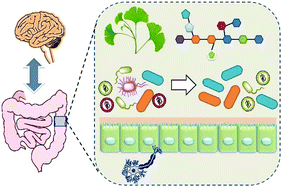 Graphical abstract: One water-soluble polysaccharide from Ginkgo biloba leaves with antidepressant activities via modulation of the gut microbiome