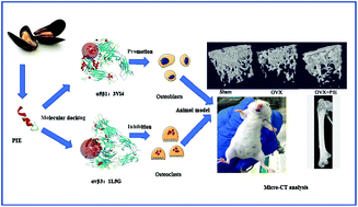 Graphical abstract: Bone formation activity of an osteogenic dodecapeptide from blue mussels (Mytilus edulis)