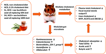 Graphical abstract: Sea buckthorn seed oil reduces blood cholesterol and modulates gut microbiota