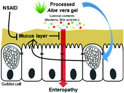 Graphical abstract: Processed Aloe vera gel attenuates non-steroidal anti-inflammatory drug (NSAID)-induced small intestinal injury by enhancing mucin expression